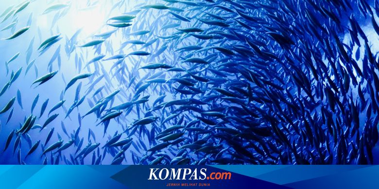 Seberapa Dalamkah Laut Itu Sains Menjawab Halaman All Kompas Com