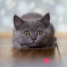 Ada Aplikasi untuk Mengetahui Kondisi Kesehatan Kucing Lho