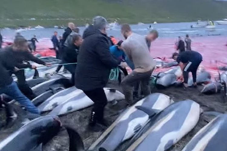 Pembantaian Lumba-Lumba Terjadi Lagi, Dunia Kecam Tradisi di Kepulauan Faroe
