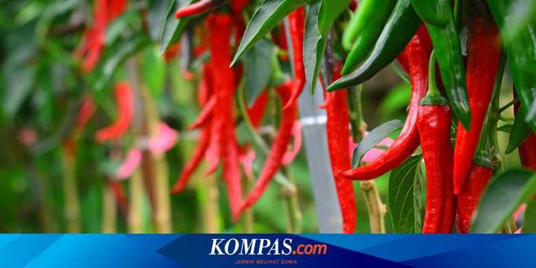 Tertarik Budidaya Cabai Merah Simak Caranya Berikut Ini Halaman All Kompas Com