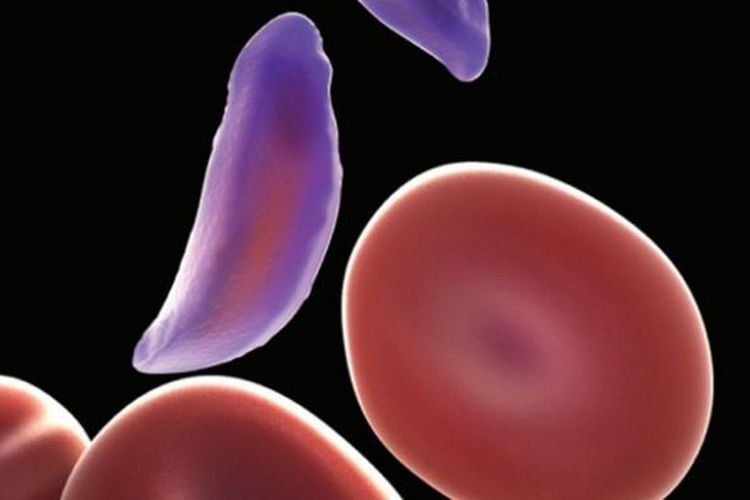 Ilustrasi sel darah 