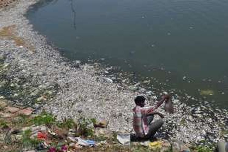 Seorang pria mengambil ikan yang mati di tepian Danau Ulsoor, Bengalor, India, Senin (6/3/2016). Ribuan ikan ini mati diduga karena tingginya polusi di danau itu.