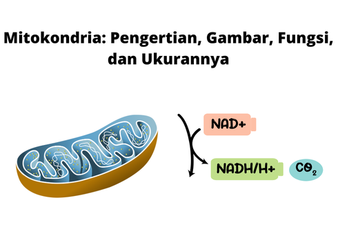Mitokondria: Pengertian, Gambar, Fungsi, dan Ukurannya
