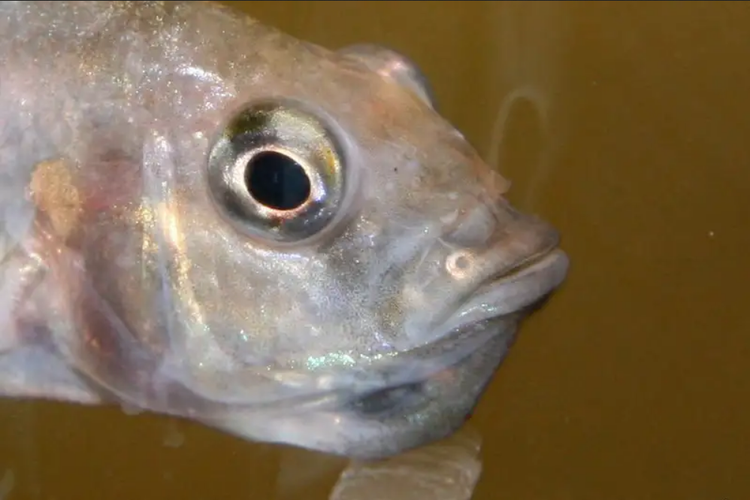 Ikan Astatotilapia burtoni betina simpan anaknya di mulut untuk melindungi dari predator. Studi baru mengungkapkan, mereka tak sepenuhnya melindungi, tetapi juga lakukan kanibalisme dengan memakan beberapa ikan muda yang disimpan di mulut.