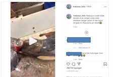 Viral Video Ikan Mirip Lele Remukkan Kaleng Minuman, Ini Penjelasan Ahli