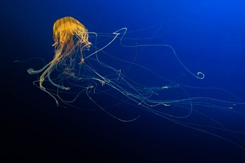 Mengintip Spesies Penghuni Laut Dalam, Siapakah Saja Mereka?