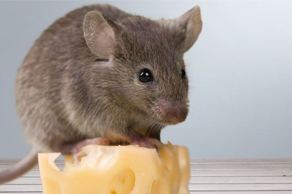 Kebiasaan Sehari-hari yang Tanpa Sadar Mengundang Tikus Masuk Rumah