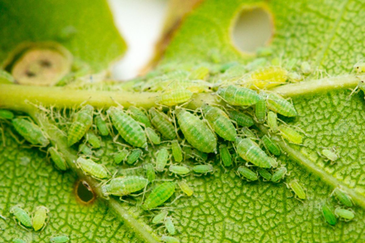 Ilustrasi hama kutu daun. 