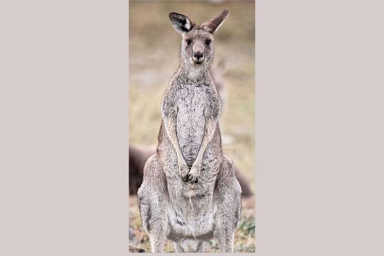 Kanguru abu-abu timur