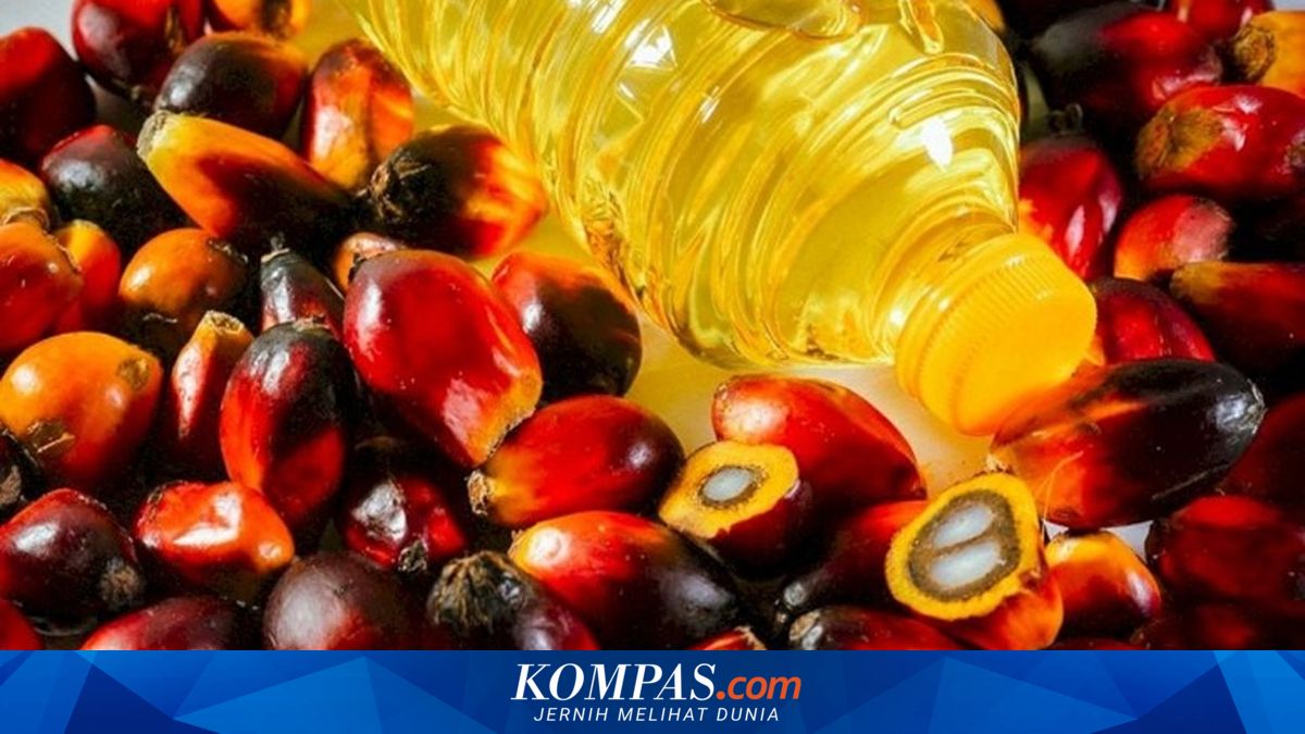 Impor Sawit China Melambat, Alternatif Lebih Murah Kian Dominan ~WR

Klik untuk baca: