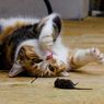 Ketahui Cara Kerja dan Pentingnya Vaksin untuk Kucing Peliharaan 