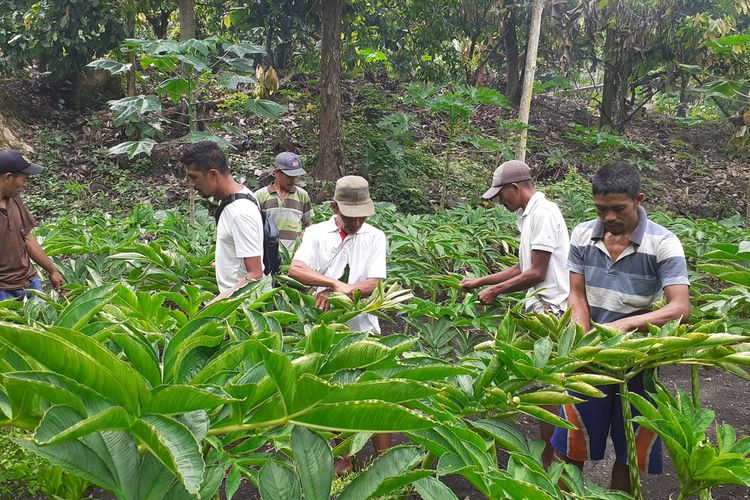 Desa Rana Kulang, Kecamatan Elar, Kabupaten Manggarai Timur, NTT menjadi pusat Tanaman porang. ribuan tanaman porang ditanam oleh petani dan juga ada petani milenial Porang di desa tersebut, Februari 2021. (KOMPAS.com/MARKUS MAKUR)