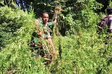 TNI Musnahkan 2 Hektar Ladang Ganja di Aceh
