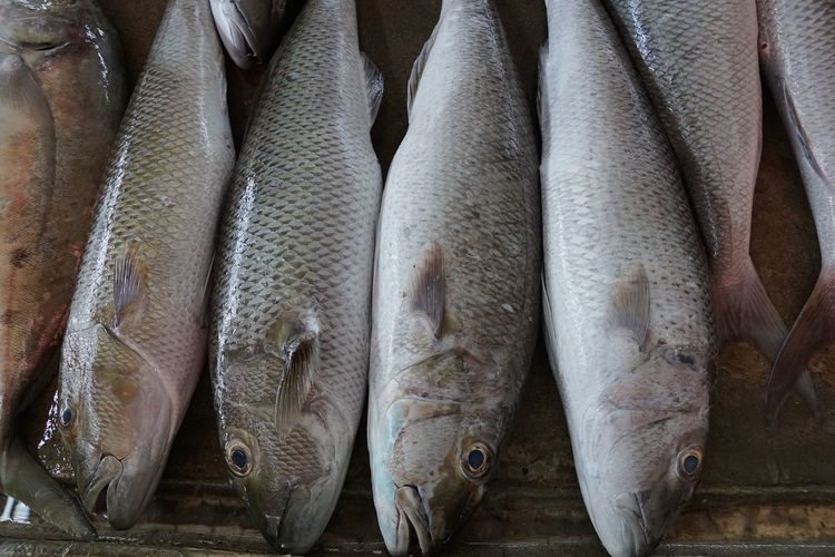 Ilustrasi ikan mentah. Ikan yang tidak boleh dimakan penderita darah tinggi atau hipertensi.