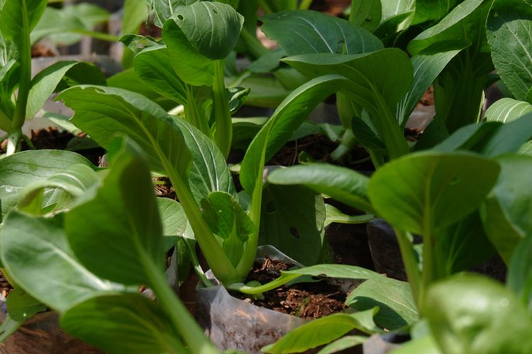 Ilustrasi menanam pakcoy di polybag. 