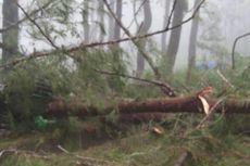 Angin Kencang, Seorang Petani Tewas Tertimpa Pohon Pinus