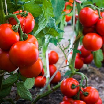Ilustrasi tanaman tomat yang harus rutin dipangkas tangkainya. 