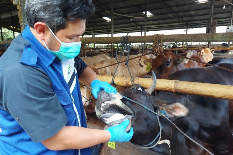 Pemeriksaan kesehata di peternakan sapi Bandung Barat.
