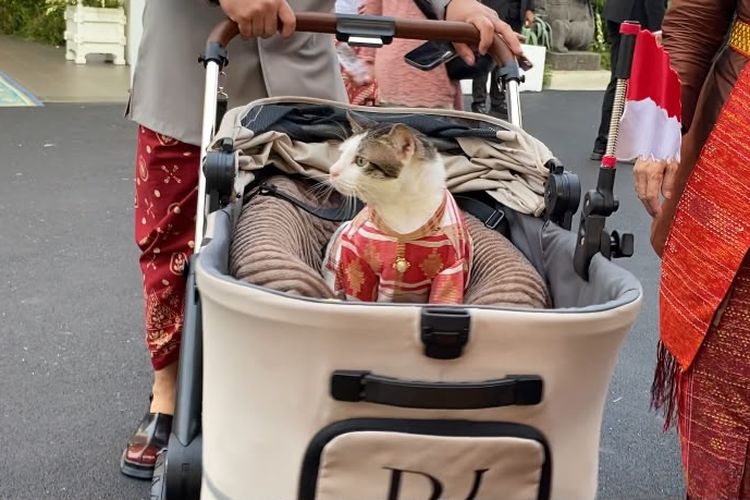 Penampakan Bobby Kucing Prabowo Berbaju Tenun Ikut Upacara Penurunan Bendera di Istana