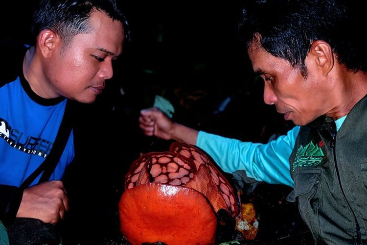Jalur Harimau dan Musim Durian: Perjalanan Berisiko Chris Thorogood dan Septi Andriki Temukan Rafflesia Hasseltii