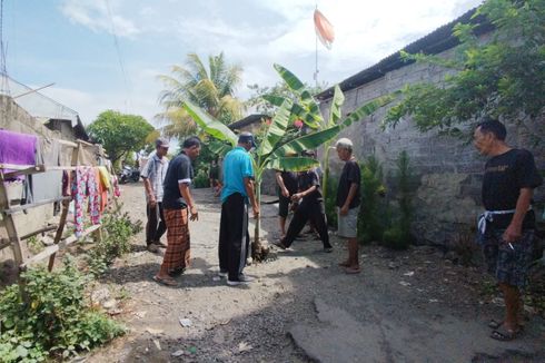 Warga di Buleleng Tanam Pohon Pisang di Jalan Rusak, Kesal Belasan Tahun Tak Diperbaiki