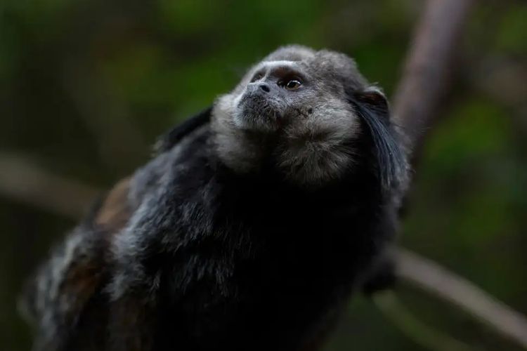 Monyet prasejarah Ucayalipithecus perdita memiliki ukuran tubuh yang serupa dengan marmoset yang ditemukan di Amerika Selatan saat ini. 