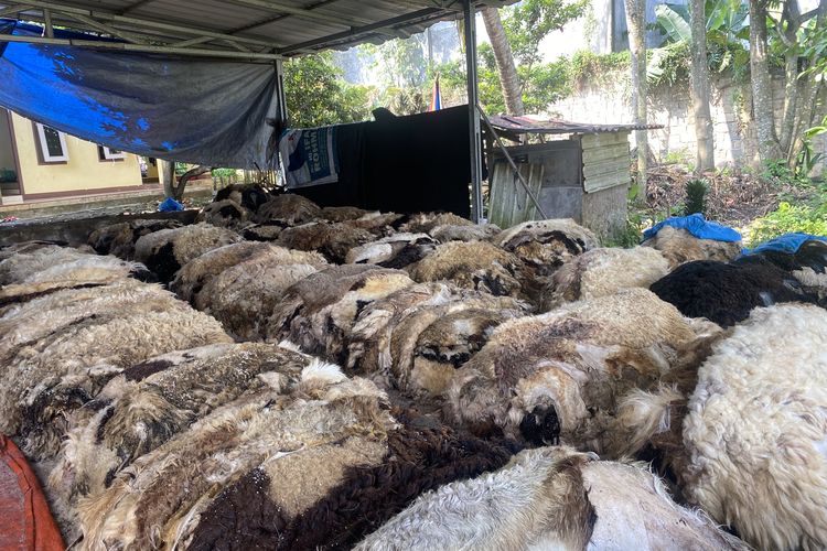 Tumpukan kulit domba di PD Sumber Rezeki Kecamatan Citamiang, Kota Sukabumi. Rabu (19/6/2024).