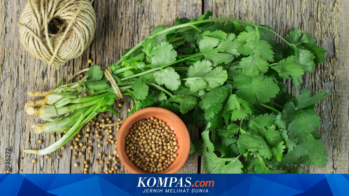 Jangan Dibuang, Ini 5 Cara Mengolah Batang Ketumbar Jadi Penyedap Masakan