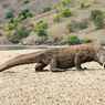 Sandiaga Sebut Tarif Masuk Rp 3,75 Juta ke Taman Nasional Komodo Dibatalkan, Pemprov: Bukan Pembatalan, tapi...