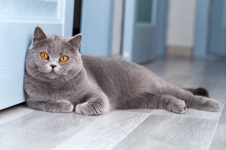 Ilustrasi kucing British shorthair.