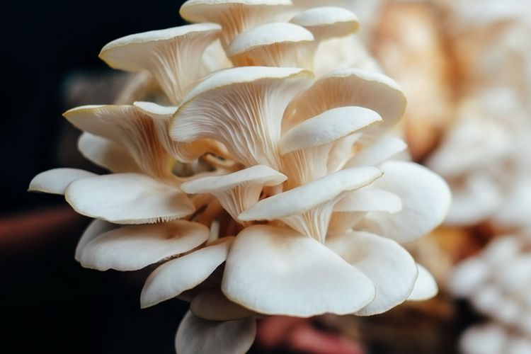 Ilustrasi jamur tiram, budidaya jamur tiram. 