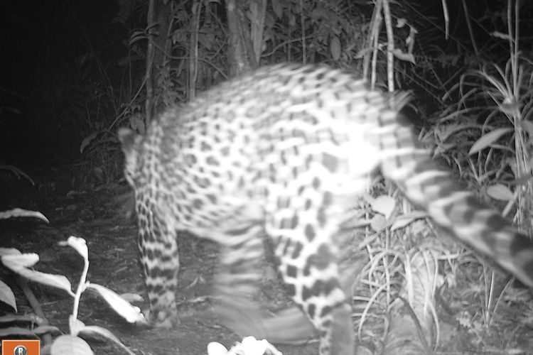 Eksistensi macan tutul di dalam kawasan TNGGP yang berhasil terekam kamera trap pada tahun lalu.