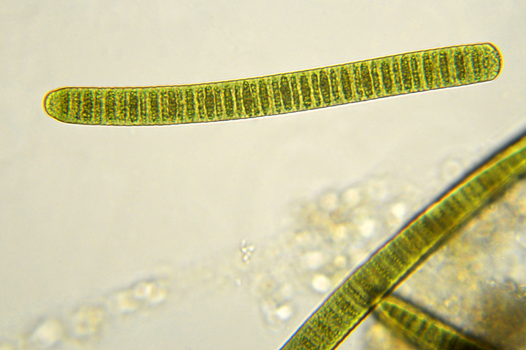 Ilustrasi Cyanobacteria atau dikenal juga sebagai ganggang hijau biru