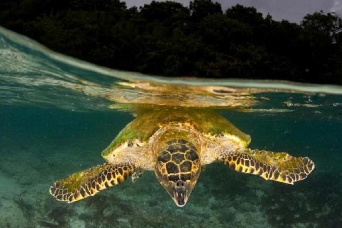 Penyu sisik (Eretmochelys imbricata) membutuhkan waktu beberapa napas di permukaan air dan kemudian menyelam untuk mencari makanan di padang lamun pulau kapur di Raja Ampat, Papua Barat, Indonesia.