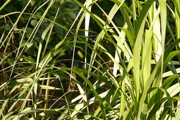 Ilustrasi rumput gajah