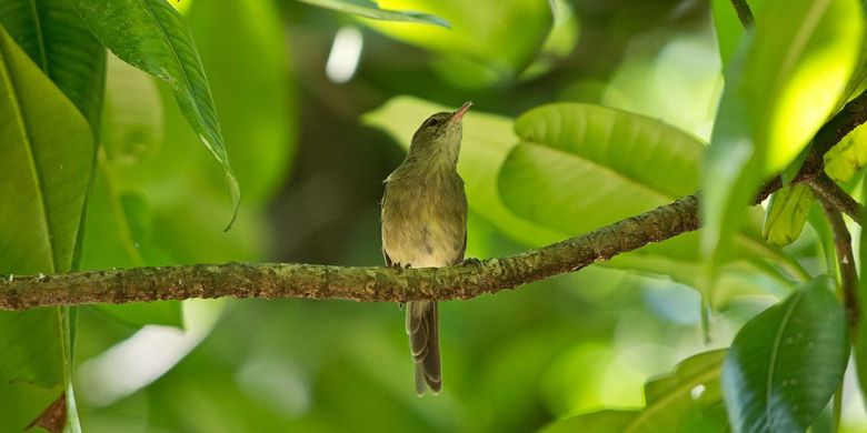 Burung Seychelles warbler (Acrocephalus sechellensis) masih melindungi dan membesarkan generasi kedua atau cucunya.