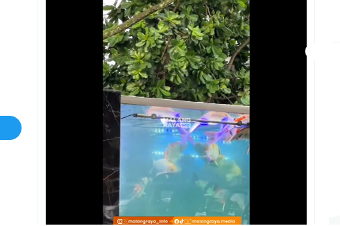 Ikan Koi di Akuarium Kota Malang Dilaporkan Mati, DLH: Ada yang Masukkan Lele