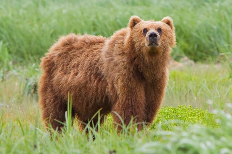 Beruang Kodiak yang banyak terdapat di Alaska.