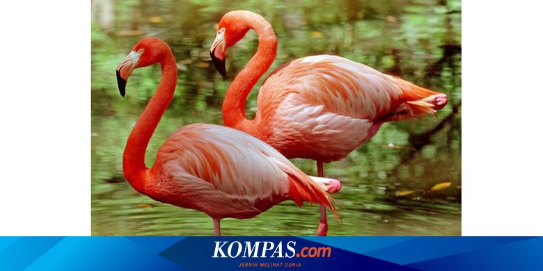 Terungkap Alasan Flamingo Suka Berdiri Dengan Satu Kaki