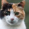 Pakar IPB Beberkan Alasan Tidak Ada Kucing Belang Tiga Jantan