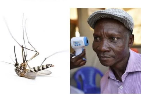 Pria Uganda Mengaku Bisa Bunuh Nyamuk dengan Kentut, Ini Faktanya