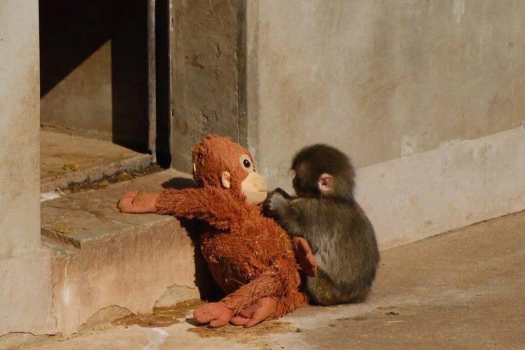Primata muda ini mencuri perhatian setelah kedapatan selalu membawa dan memeluk boneka binatang sebagai pengganti induknya yang menolaknya sejak lahir.