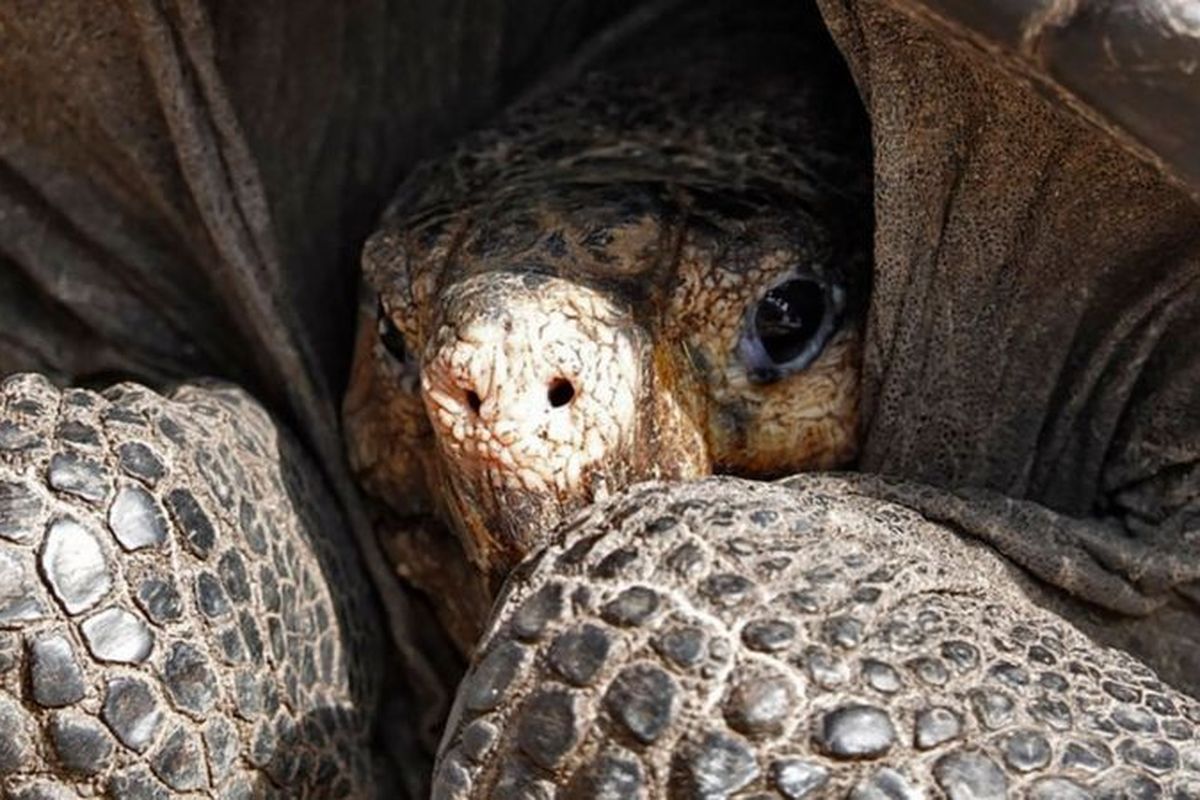 Kura-kura raksasa yang dikira telah punah di Kepulauan Galapagos. Uji genetik menunjukkan spesies yang ditemukan di Pulau Fernandina adalah kura-kura raksasa, Chelonoidis phantasticus, yang diyakini telah punah lebih dari 100 tahun lalu.