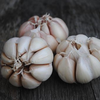 Ilustrasi bawang putih.