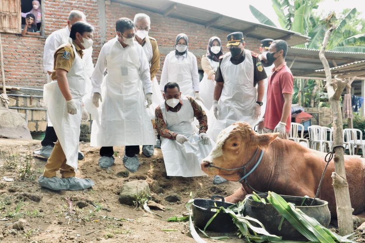 Salah satu kegiatan pemeriksaan sapi yang terpapar penyakit mulut dan kuku (PMK) yang dilakukan jajaran Kementerian Pertanian (Kementan) didampingi petugas medis.