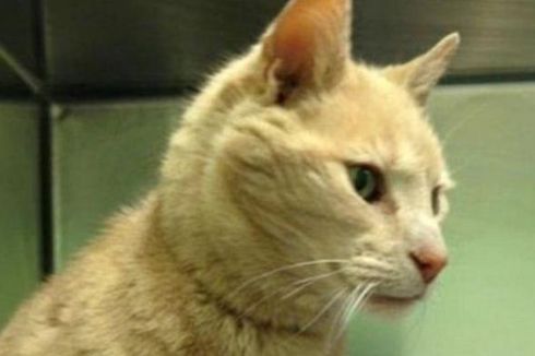 Seekor Kucing Asal Australia Ditemukan di Irlandia Utara