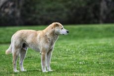 Seekor Anjing Tinggal Sendirian di Taman Selama 13 Tahun