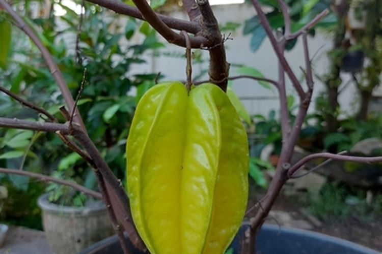 Ilustrasi tanaman belimbing di dalam pot