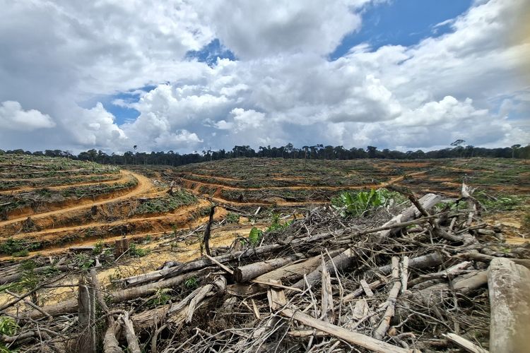 Terimpit Sawit: Cerita Warga Antang Kalang Kalteng Kehilangan Ruang Berburu dan Berladang