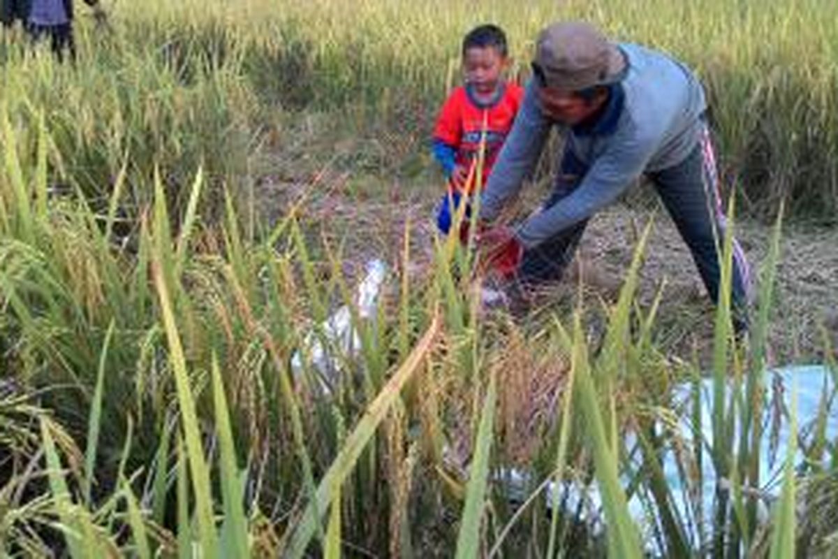 Petani di Balikpapan, Kaltim, mulai memanen padi di sawah tadah hujan milik mereka.